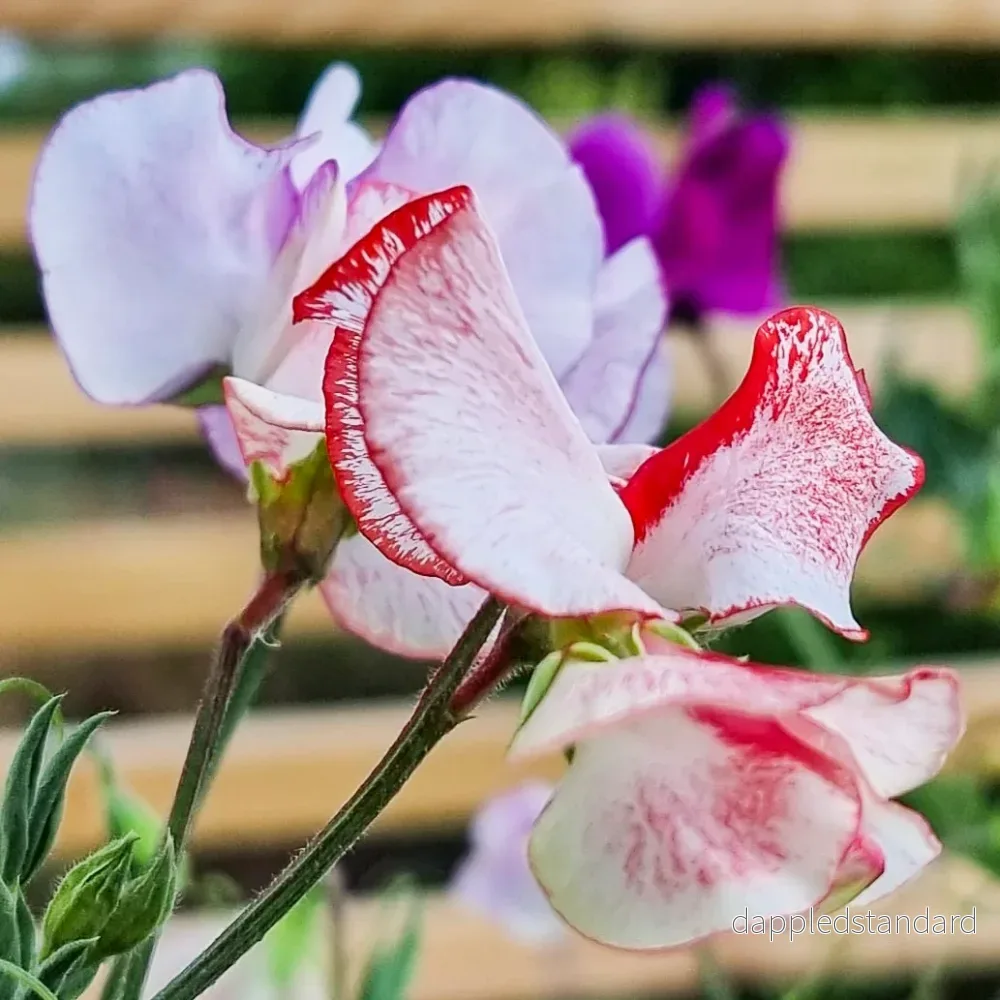 Balcony mix - Bild 2