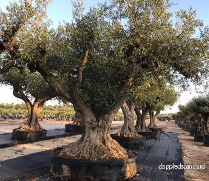 Olivträd Olea Europaea ”Regional Alicante” 400 år