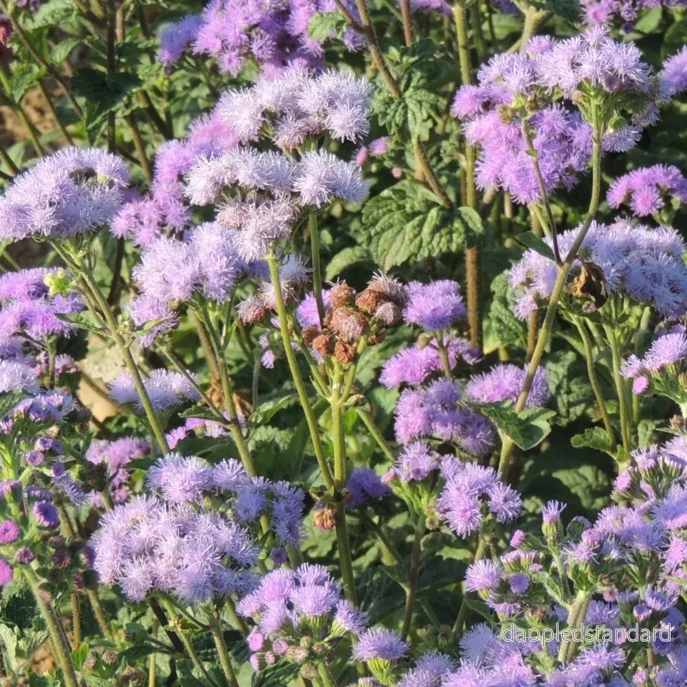 Ageratum ´Florist Blue´ Ageratum ´Florist Blue´