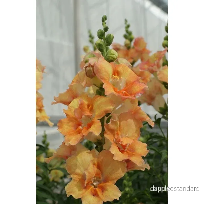Lejongap ´Doubleshot Peach´ F1 Lejongap ´Doubleshot Peach´ F1