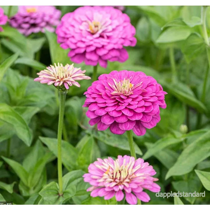 Zinnia ´Dream´