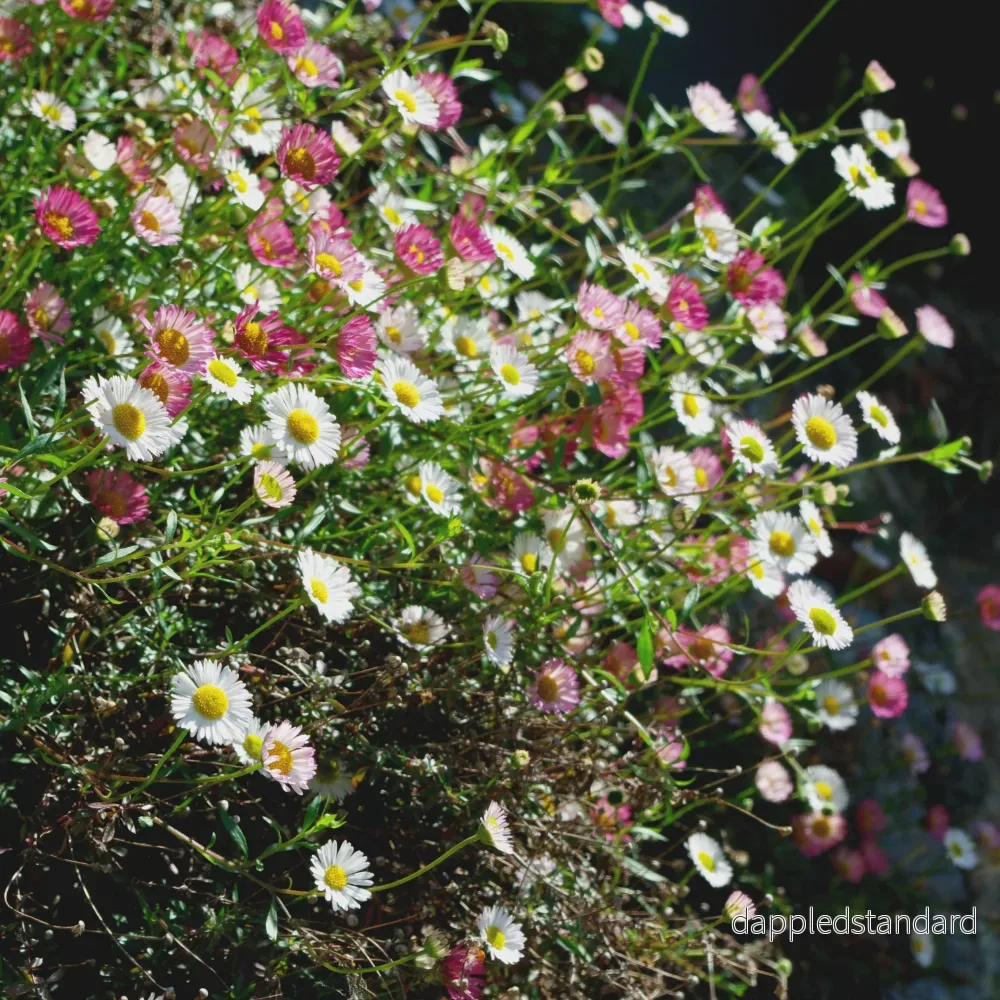 Murbinka ´Profusion´ Murbinka ´Profusion´