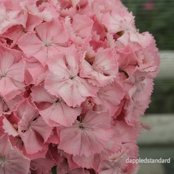 Borstnejlika ´Early Flora Pearl Salmon´ F1