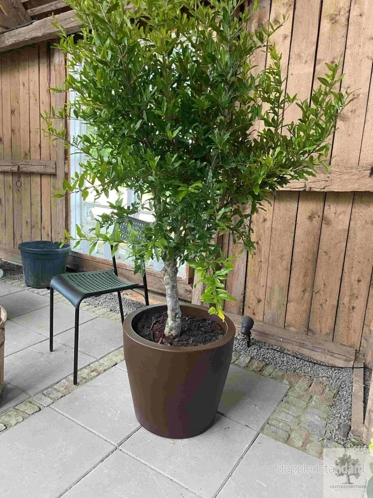 Plantering Small – Medelhavsjord/pinjebark - Bild 3