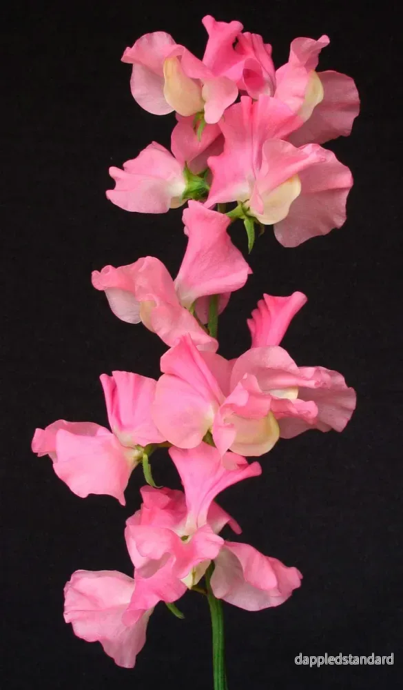 Pink Nines Pink Nines