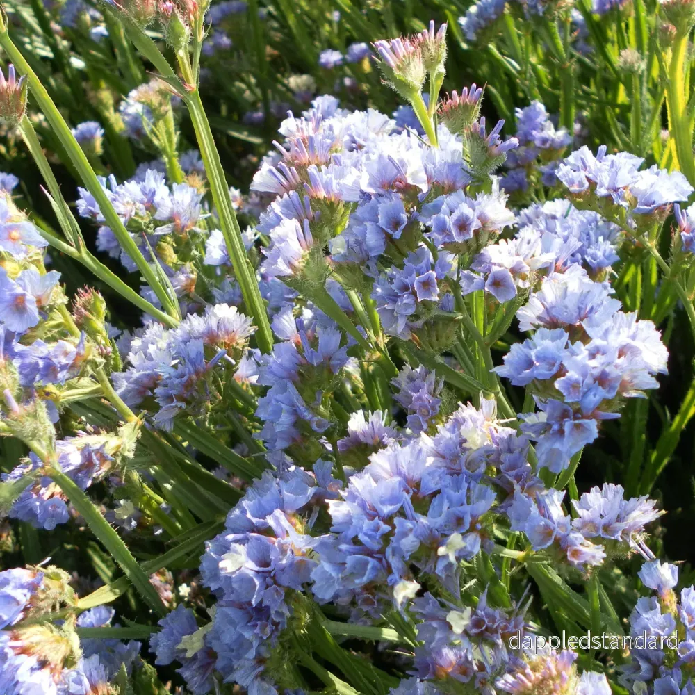 Risp ´Heavenly Blue´ Risp ´Heavenly Blue´