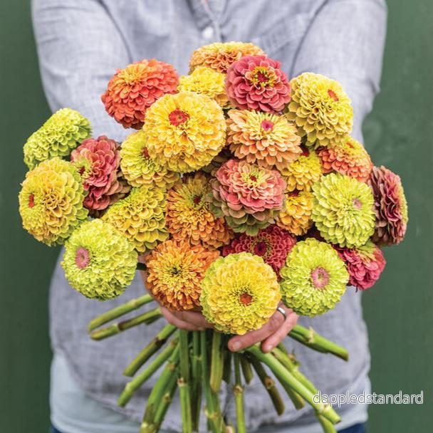 Zinnia ´Queeny Mix´
