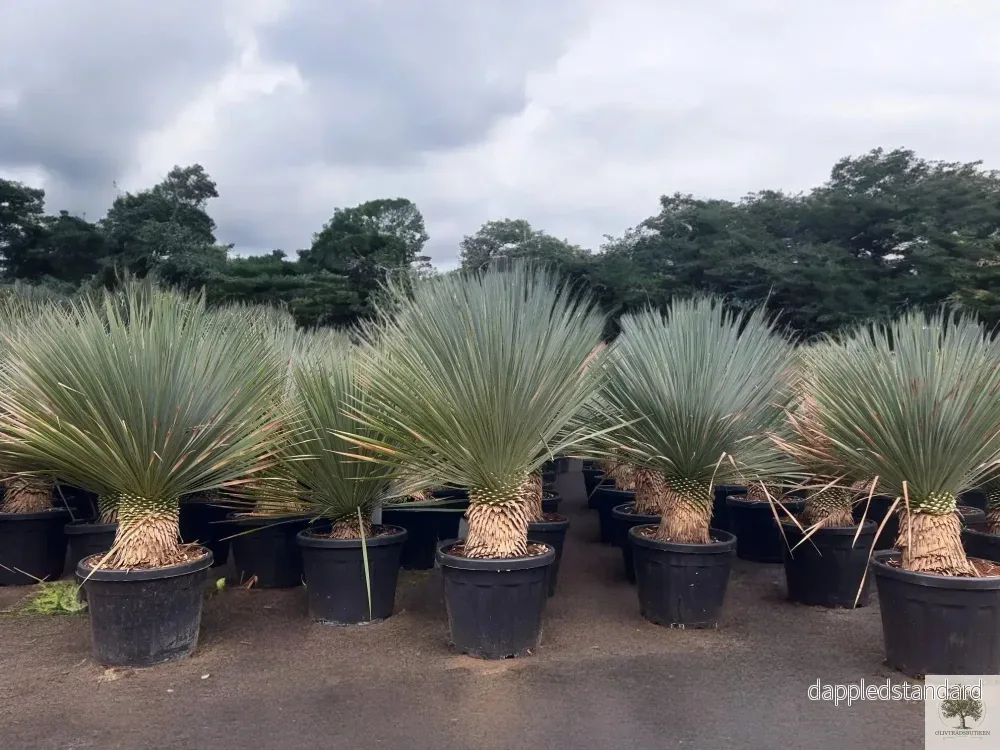 Yucca Rostrata - Palmlilja - 150cm hög - Bild 3