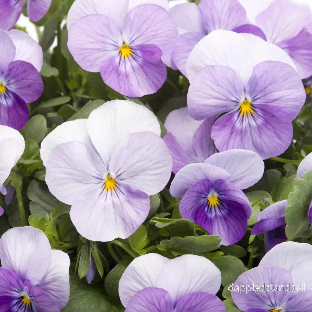 Bukettviol ´Floral Power Pink Beacon´ Bukettviol ´Floral Power Pink Beacon´