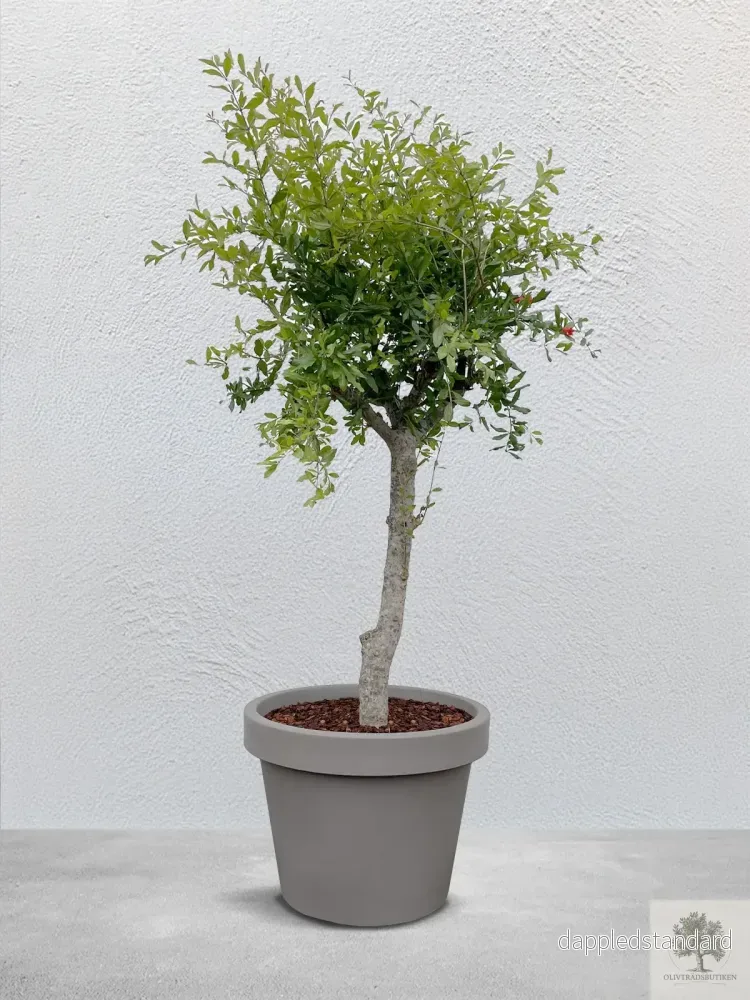 Granatäppleträd – 240 cm höjd – 20 cm stam – 80 cm krona Granatäppleträd – 240 cm höjd – 20 cm stam – 80 cm krona