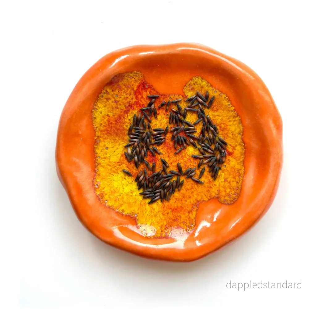 Risp ´Apricot Beauty´ - Bild 3