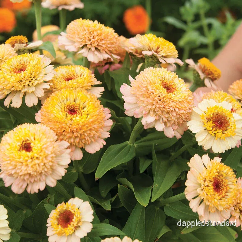 Zinnia ´Zinderella Peach´ Zinnia ´Zinderella Peach´