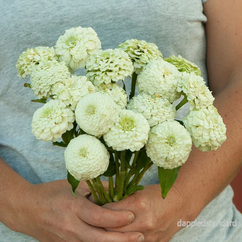Zinnia ´Oklahoma White´ Zinnia ´Oklahoma White´