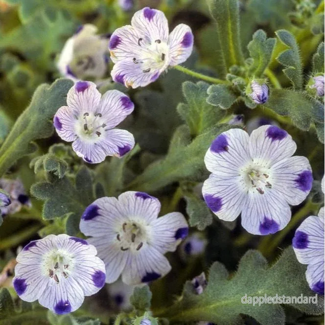 Kärleksblomster