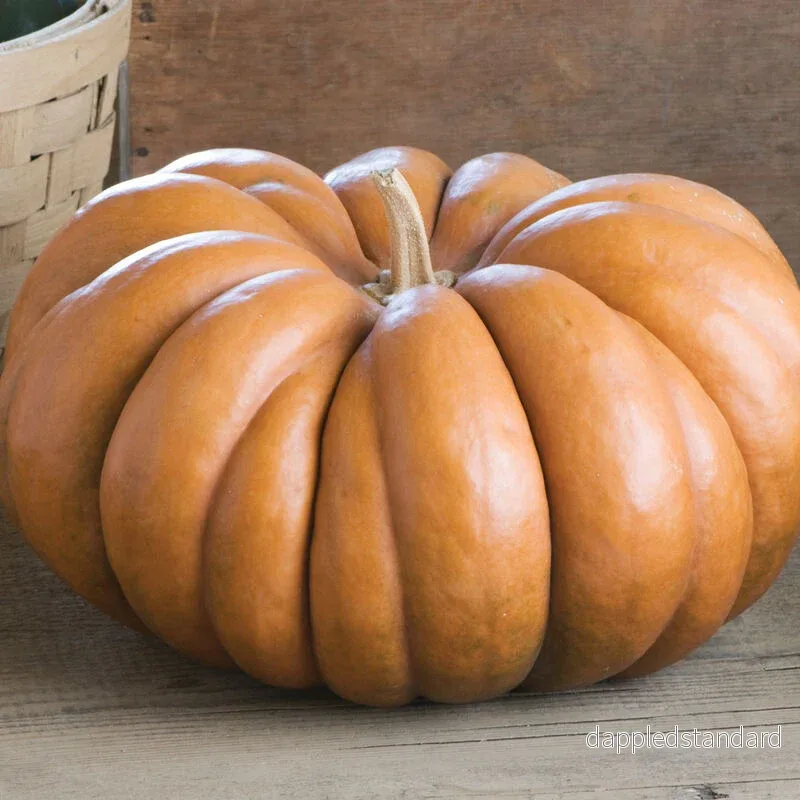 Myskpumpa ´Musquee de Provence´