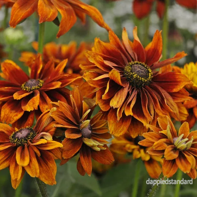 Sommarrudbeckia ´Cherokee Sunset’ Sommarrudbeckia ´Cherokee Sunset’