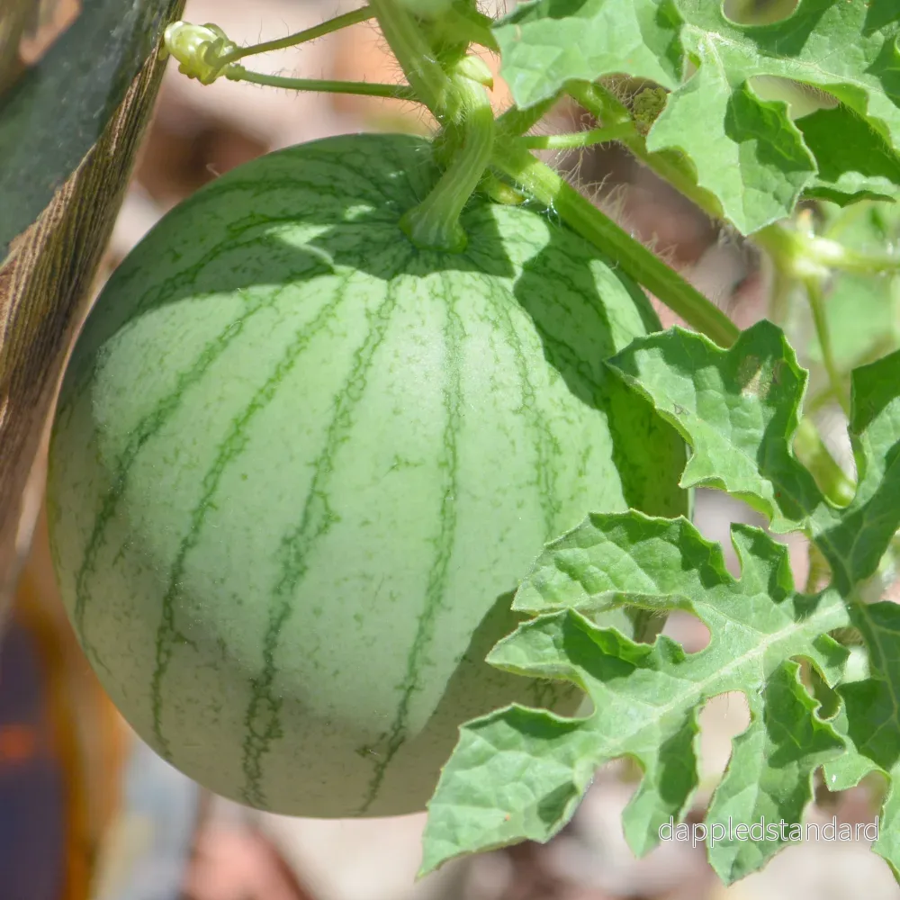 Vattenmelon ´Sugar Baby´ Vattenmelon ´Sugar Baby´
