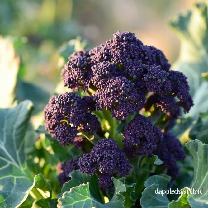 Sparrisbroccoli ´Early Purple Sprouting´