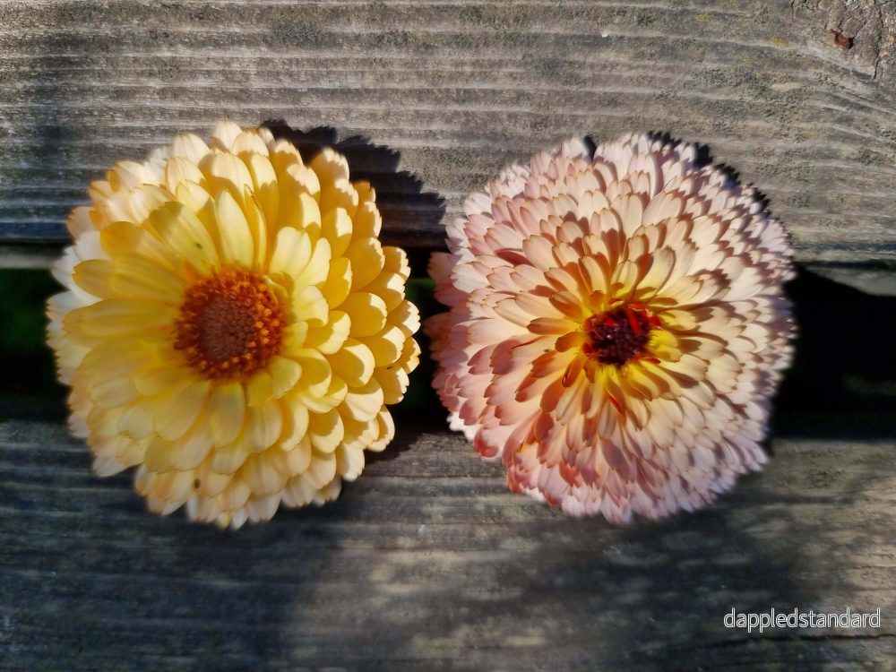 Ringblomma Pink Surprise - Bild 3