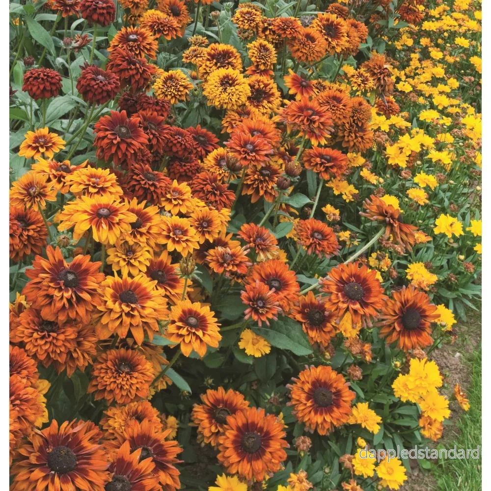 Sommarrudbeckia ´Moroccan Sun’ Sommarrudbeckia ´Moroccan Sun’