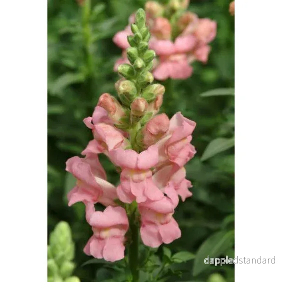 Lejongap ´Potomac Pink´ Lejongap ´Potomac Pink´