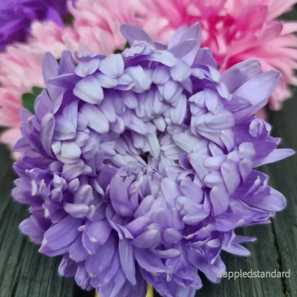 Sommaraster King size mix - Bild 3