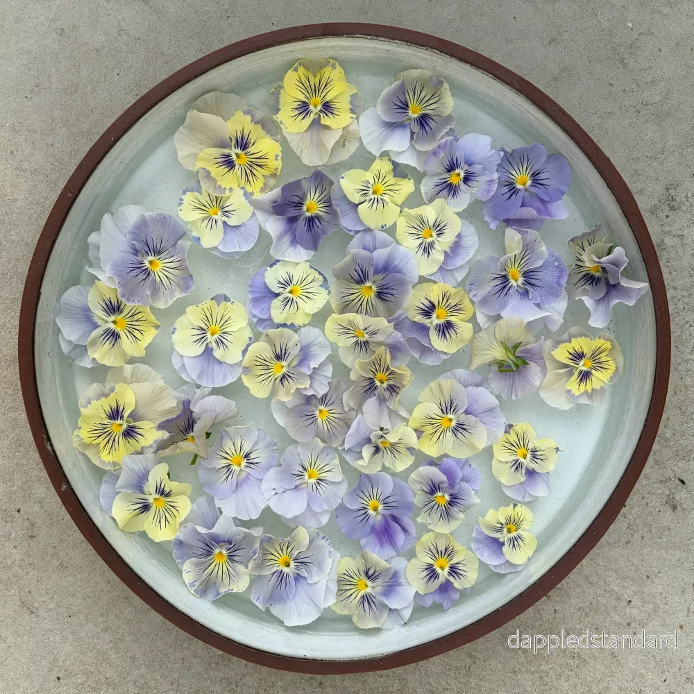 Flamenco Soft light azure Limonette Flamenco Soft light azure Limonette