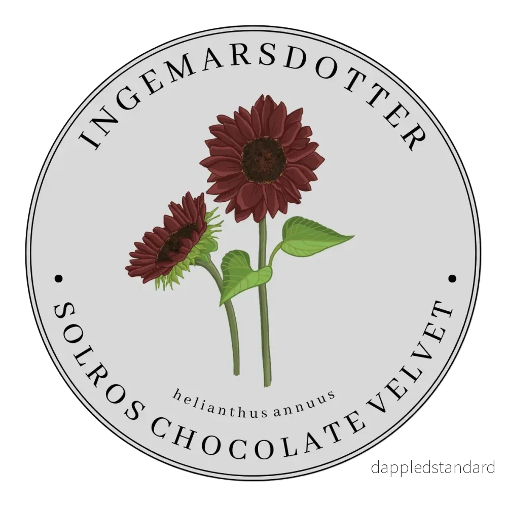 Solros Chocolate Velvet Solros Chocolate Velvet