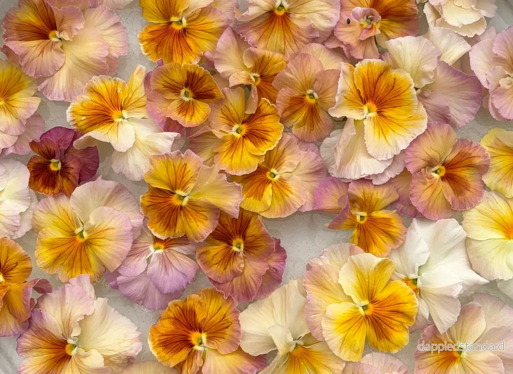 Inspire Peach mix Inspire Peach mix