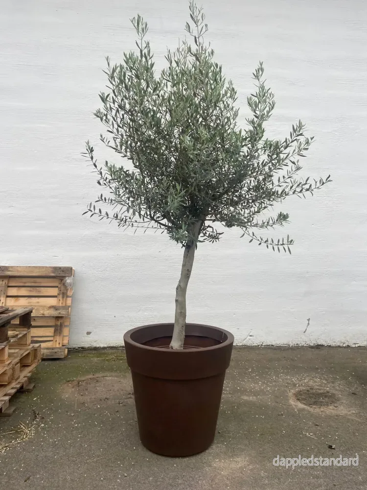 Olivträd 10 år - 170 cm höjd - 25 cm stam - 70 cm krona - Bild 3