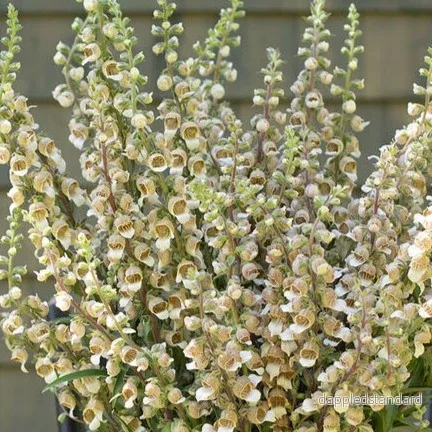 Grekisk fingerborgsblomma ´Café Creme´ - Bild 2