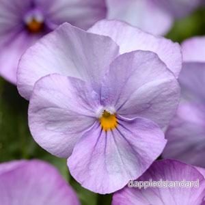 Bukettviol ´Sorbet Lavender Pink´