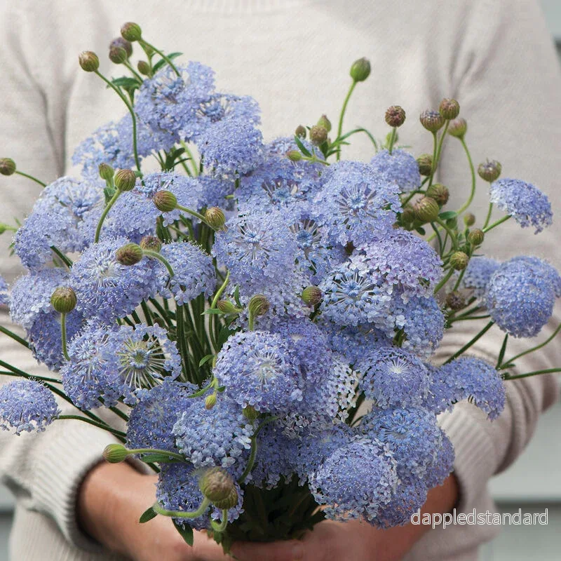 Spetsblomma/Blåparasoll ´Lacy Lavender Blue´ Spetsblomma/Blåparasoll ´Lacy Lavender Blue´
