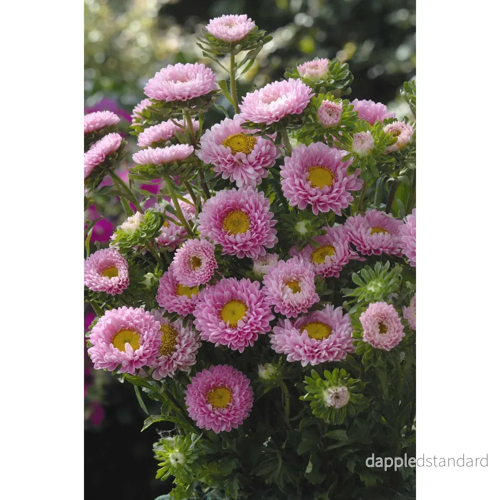 Sommaraster ´Matsumoto Pink´ - Bild 2