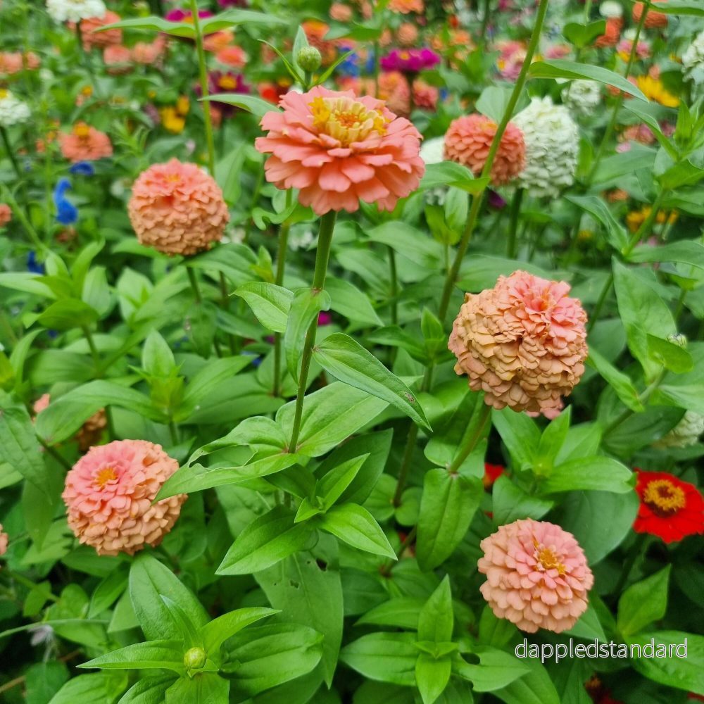 Zinnia Oklahoma Salmon - Bild 3