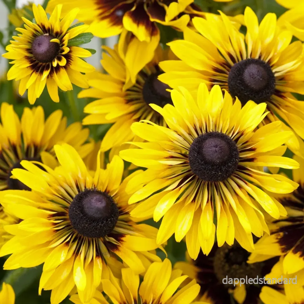 Sommarrudbeckia ´Sputnik’ Sommarrudbeckia ´Sputnik’