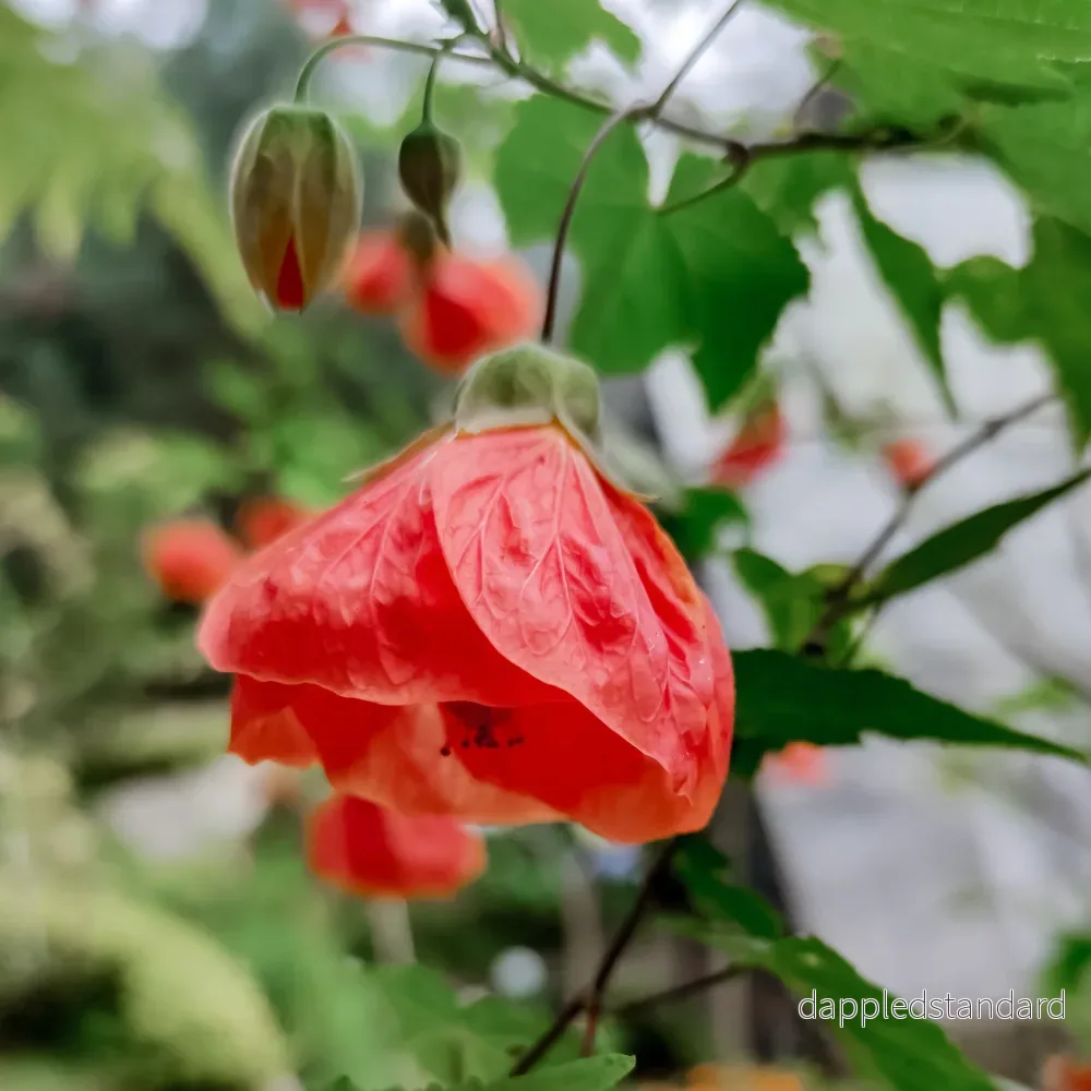 Klockmalva/Blomsterlönn Klockmalva/Blomsterlönn