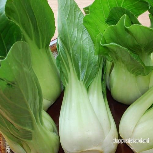 Pak choi Pak choi