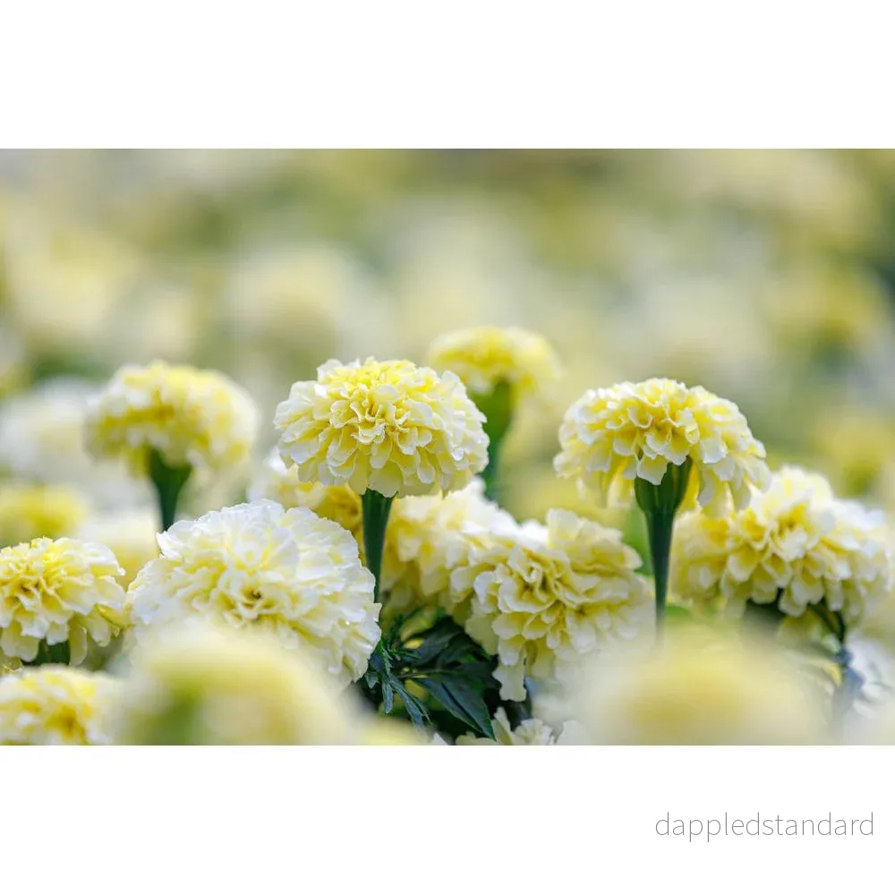Stor tagetes ´Vanilla´ F1 - Bild 2