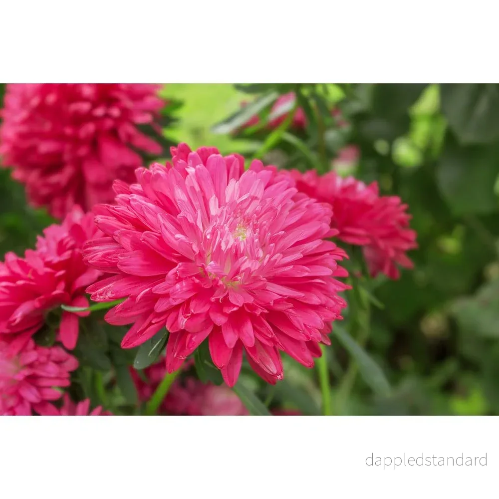 Sommaraster ´King Size Red´ - Bild 2