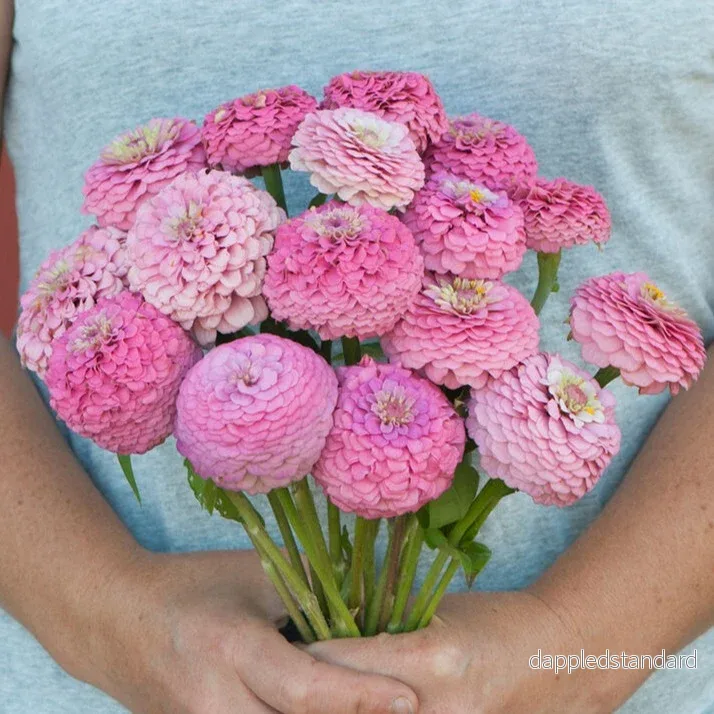 Zinnia ´Oklahoma Pink´