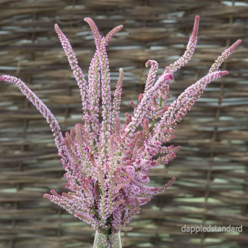 Axrisp ´Pink Pokers´
