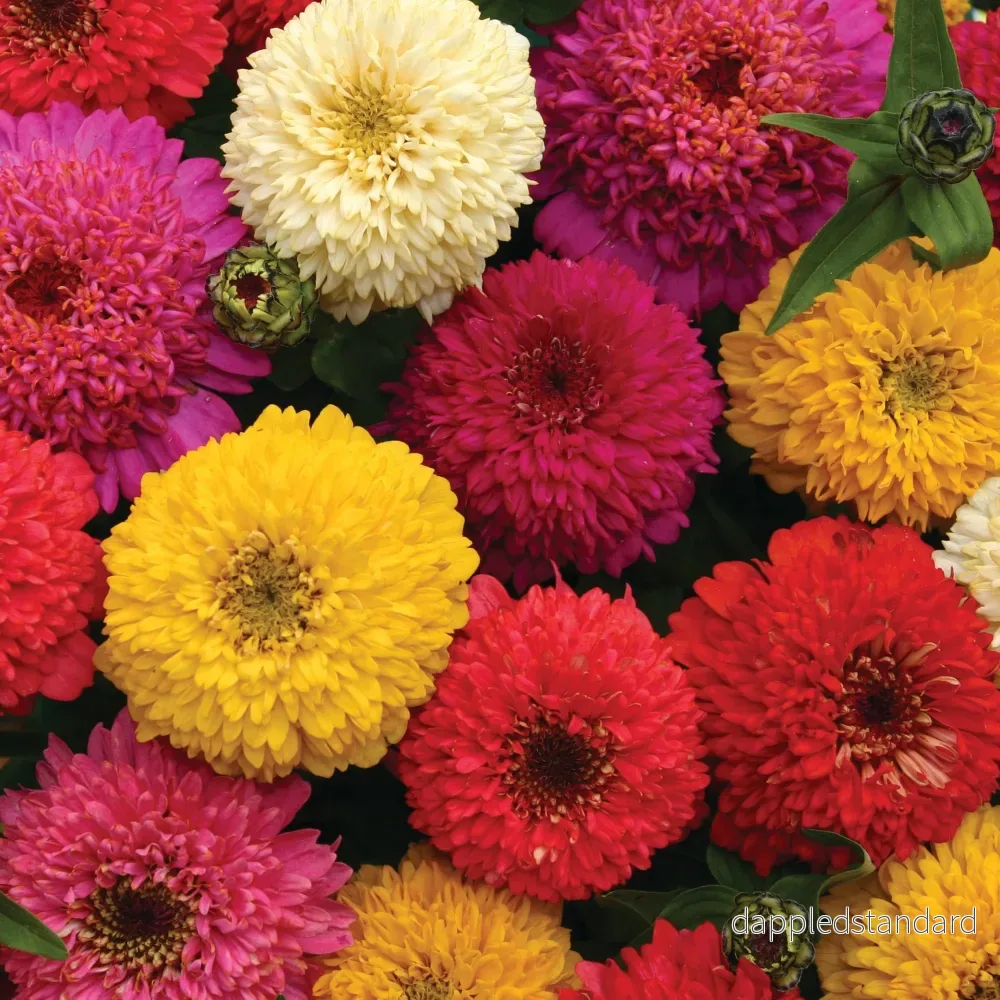 Zinnia ´Candy Mix´ Zinnia ´Candy Mix´