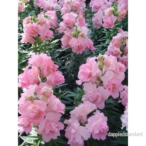 Lejongap ´Twinny Rose´ F1 - Bild 2