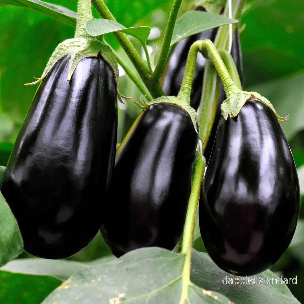 Aubergine ´Black Beauty´ Aubergine ´Black Beauty´