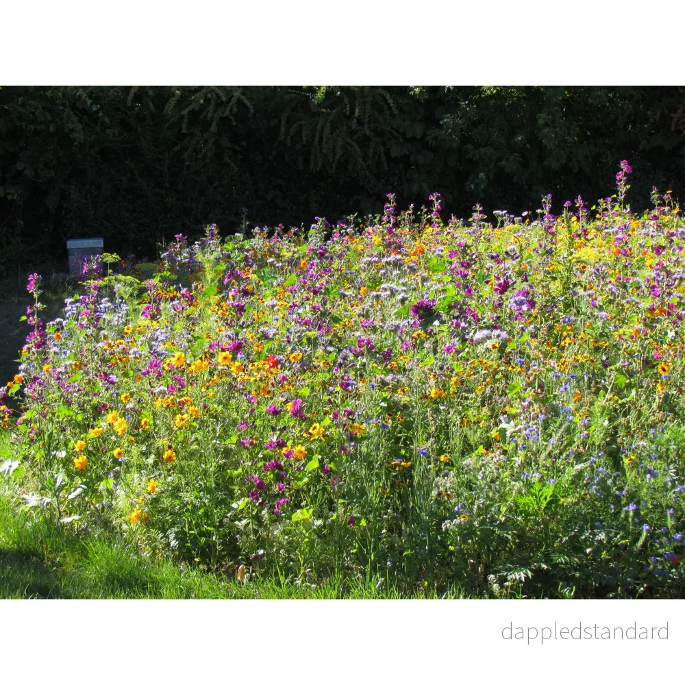 Blomsterblandning för bin - Bild 2