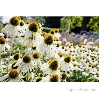 Solhatt ´Primadonna White´ Solhatt ´Primadonna White´