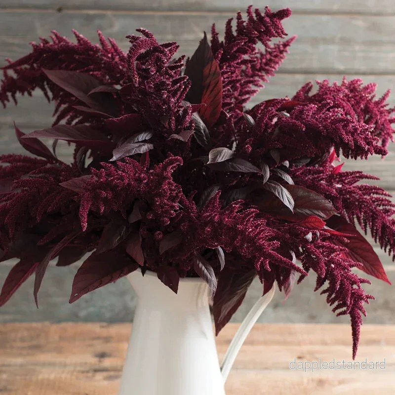 Amarant ´Red Spike´