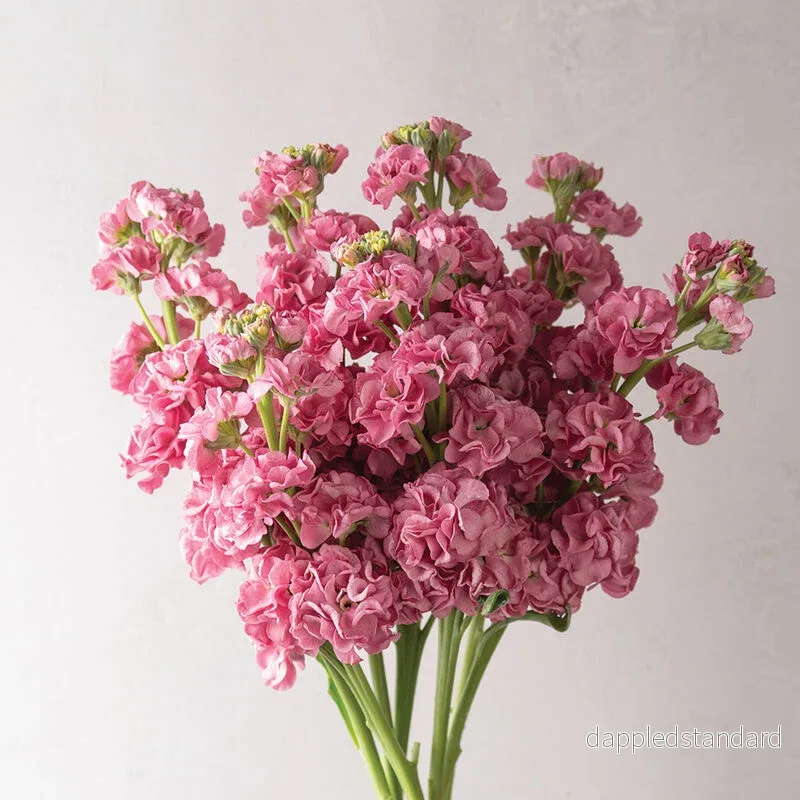 Lövkoja ´Stox Rose Pink´