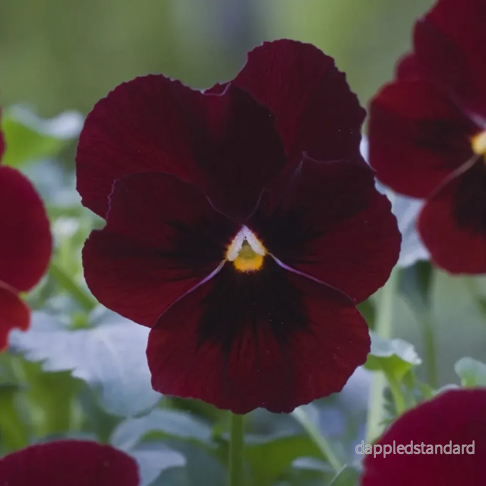 Bukettviol ´Floral Power Red´ Bukettviol ´Floral Power Red´